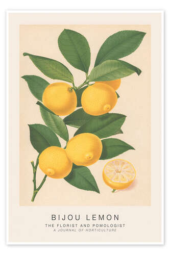The Florist and Pomologist - Bijou Lemon The Florist and Pomologist - Bijou Lemon