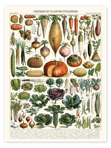 Vegetables and Legumes (French) Vegetables and Legumes (French)
